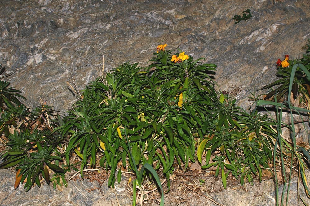 Erysimum cheiri / Violaciocca gialla